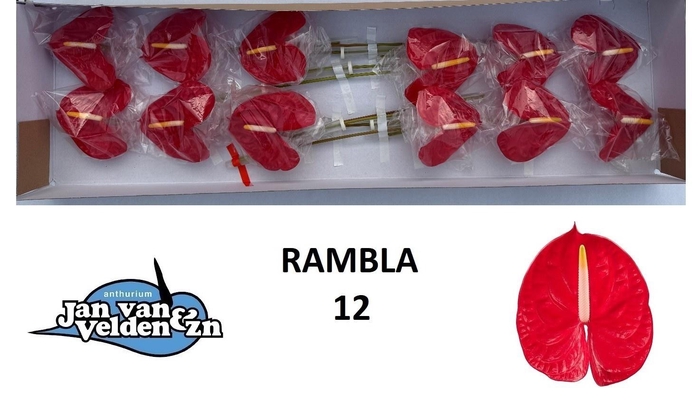 <h4>Anth A Rambla</h4>