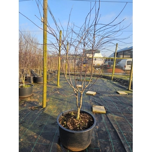 Acer palmatum Red Emperor