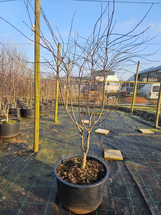 Acer palmatum Red Emperor