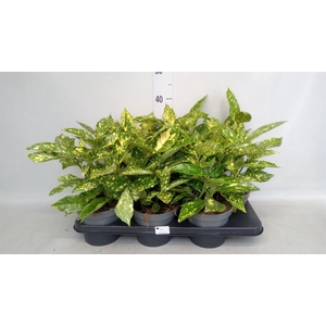 Aucuba japonica   ...