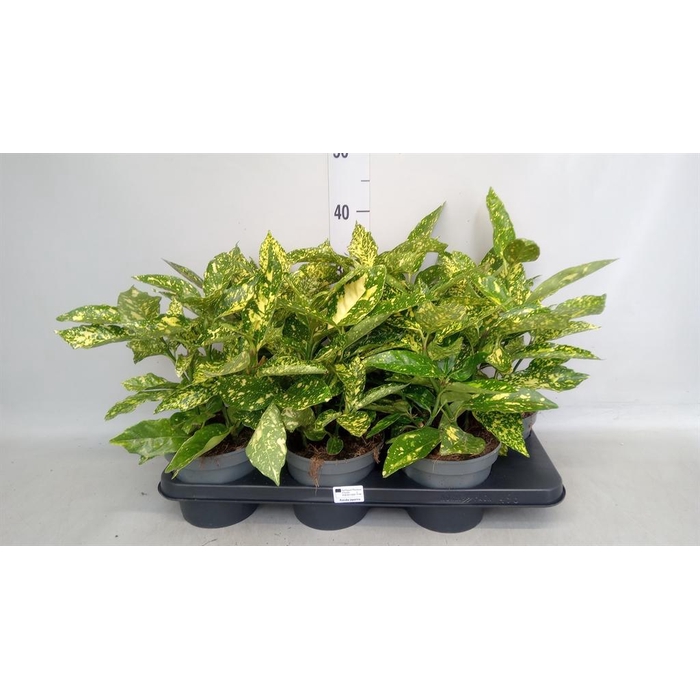 <h4>Aucuba japonica ...</h4>