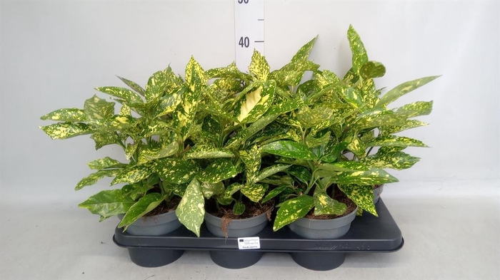Aucuba japonica   ...