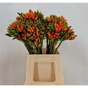 Capsicum Paprika Orange