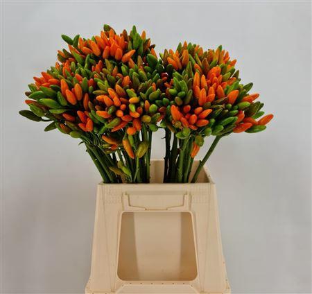 <h4>Capsicum Paprika Orange</h4>