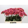 Dahlia Salmon Runner