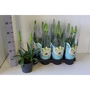 ORNITHOGALUM THYRSOI