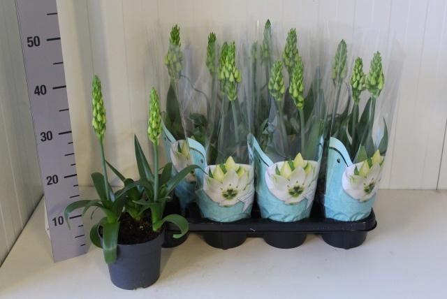 <h4>ORNITHOGALUM THYRSOI</h4>