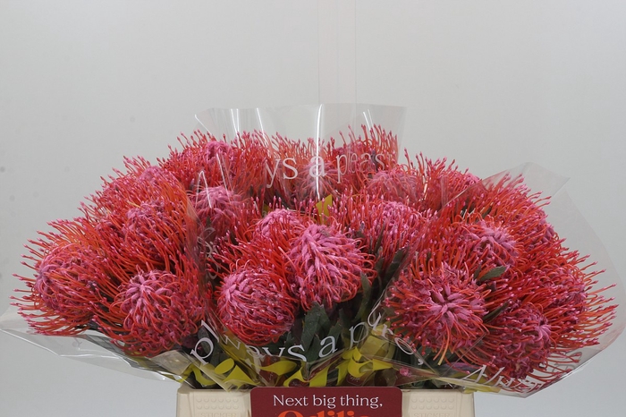 <h4>Nutans Painted Pink</h4>