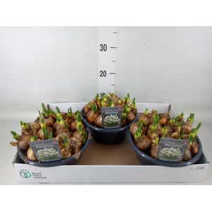 Narcissus DU 'Bridal Crown'