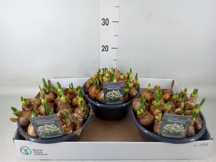 <h4>Narcissus DU 'Bridal Crown'</h4>