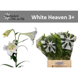 LI LF WHITE HEAVEN