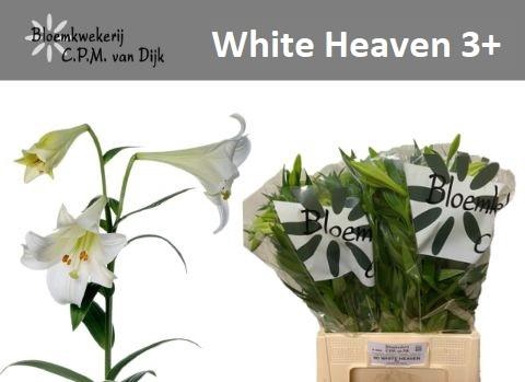 <h4>LI LF WHITE HEAVEN</h4>