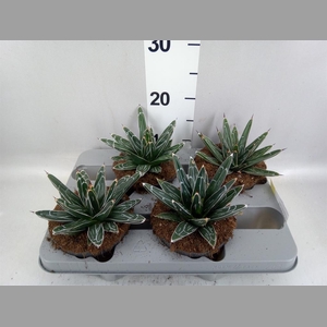 Agave victoriae-reginae