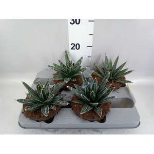 Agave victoriae-reginae