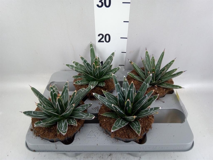 <h4>Agave victoriae-reginae</h4>