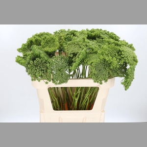 Ammi Majus Visnaga Zaad