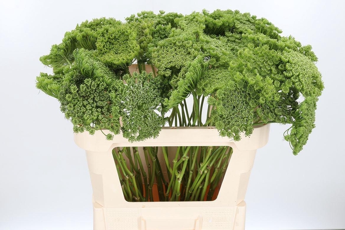 <h4>Ammi Majus Visnaga Zaad</h4>