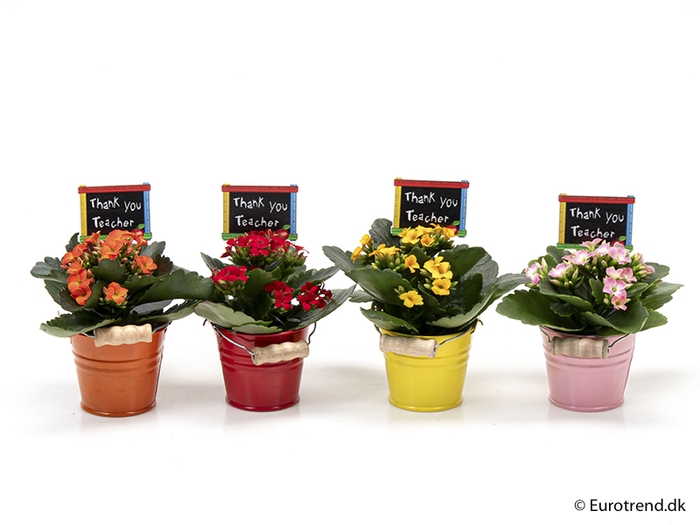 <h4>KALANCHOE BLOSS P6 E 1686 SCHOOL</h4>