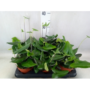 Hemionitis arifolia