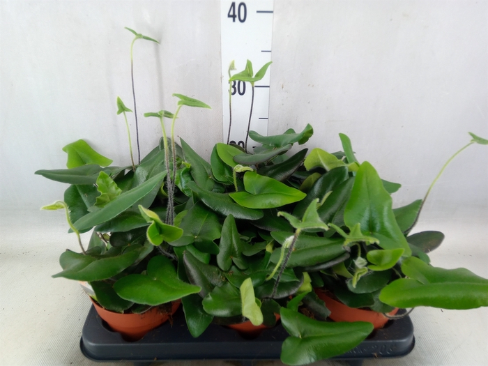 <h4>Hemionitis arifolia</h4>