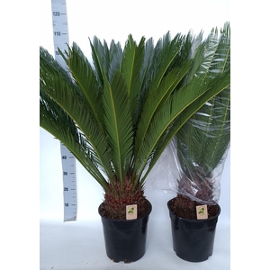 CYCAS REVOLUTA