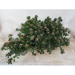 RHODO SI MEVR GERARD