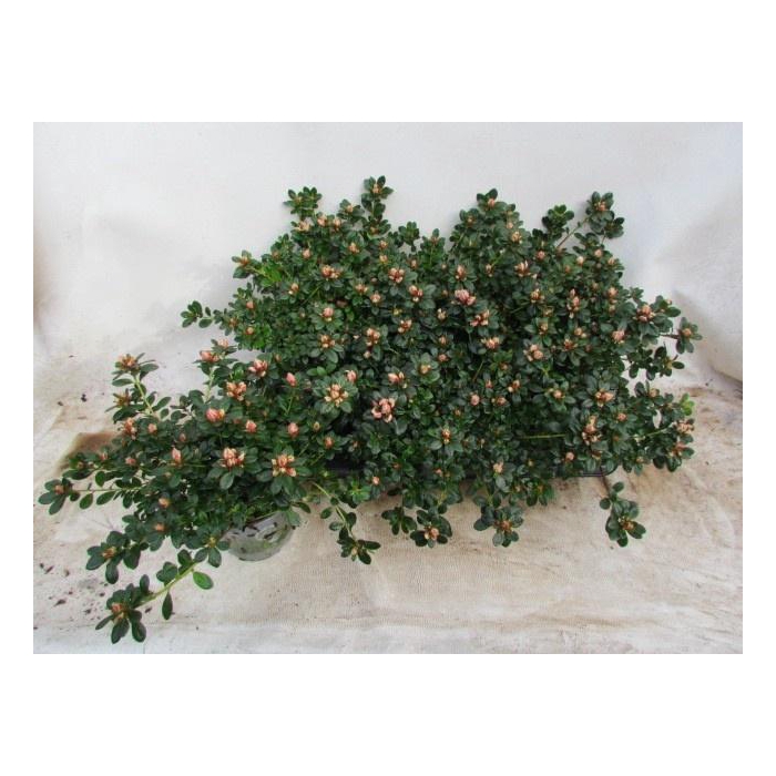 <h4>RHODO SI MEVR GERARD</h4>