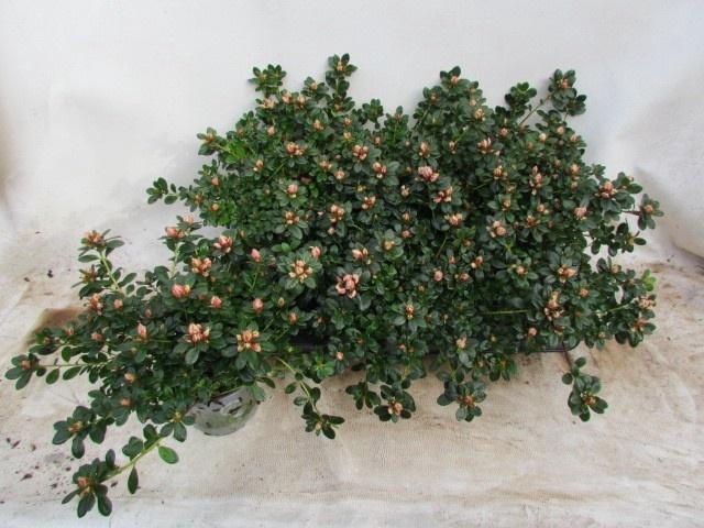 RHODO SI MEVR GERARD
