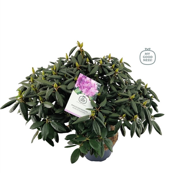 <h4>Rhododendron 70-80 /15 liter 'Roseum Elegans'</h4>