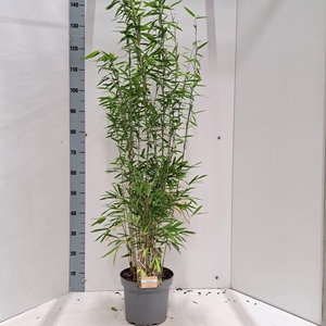 Fargesia nitida Volcano