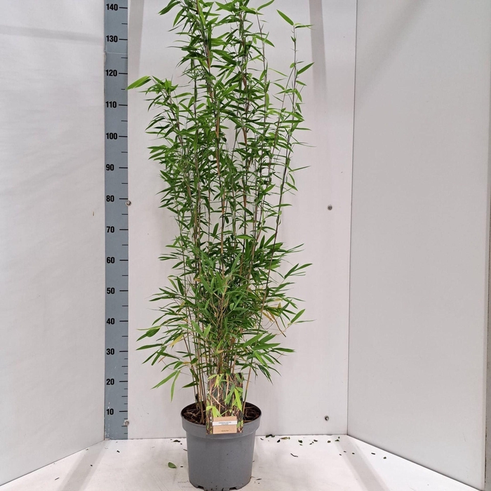 <h4>Fargesia nitida Volcano</h4>