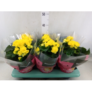 Begonia elat. HL 'Rebecca'