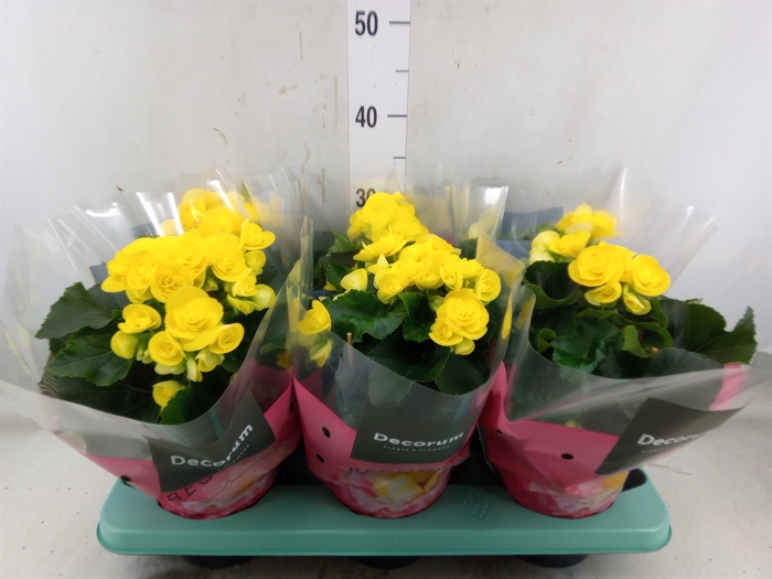 <h4>Begonia elat. HL 'Rebecca'</h4>