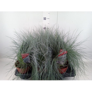 Festuca glauca 'Intens Blue'