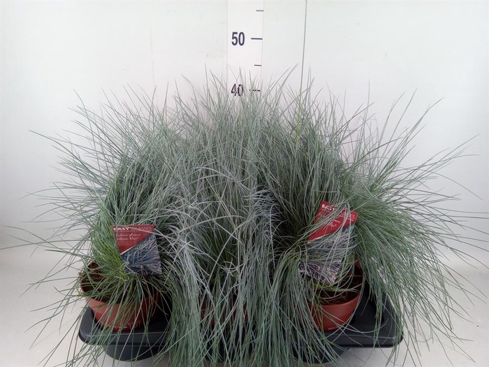 <h4>Festuca glauca 'Intens Blue'</h4>