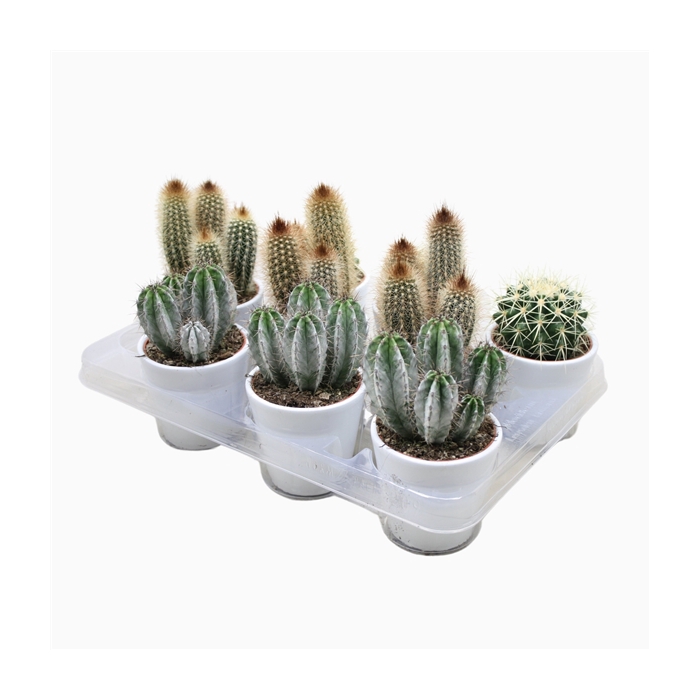 <h4>Cactus mix 8,5 cm in witte pot</h4>