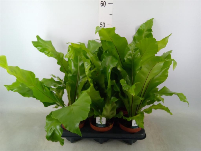 <h4>Asplenium nidus</h4>