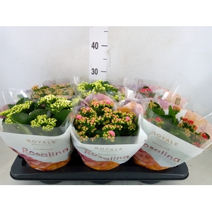 Kalanchoe blos. 'RoyalDon'   ..mix
