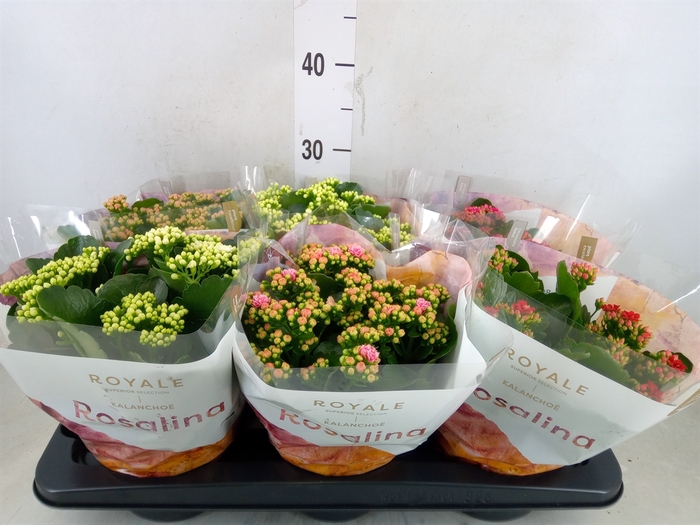 <h4>Kalanchoe blos. 'RoyalDon'   ..mix</h4>