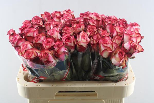 <h4>R Gr Paloma L60</h4>