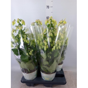 Kalanchoe  'Magic Bell'