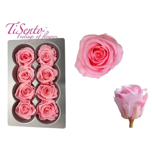 ARR ROSA POT H%