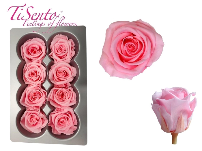 ARR ROSA POT H%