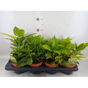 Aucuba japonica 'Crotonifolia'