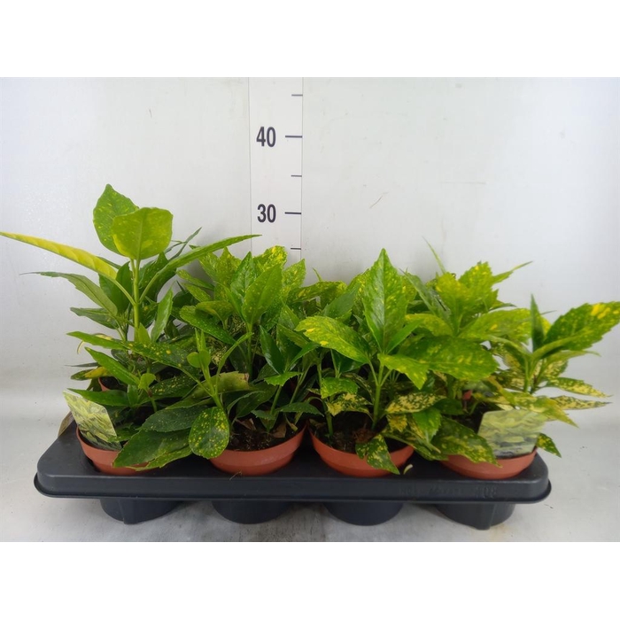 <h4>Aucuba japonica 'Crotonifolia'</h4>