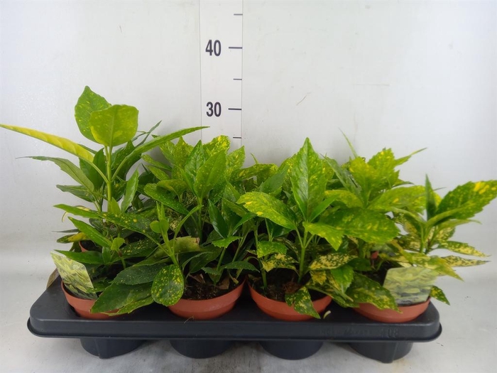 <h4>Aucuba japonica 'Crotonifolia'</h4>