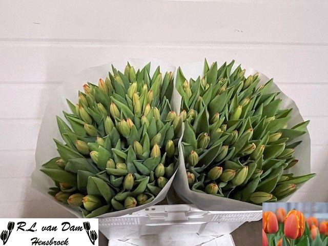 <h4>TU EN TRIPLE A</h4>