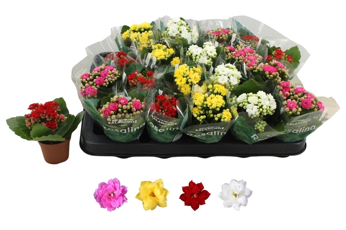 <h4>KAL GE RO GEM 4 KL</h4>