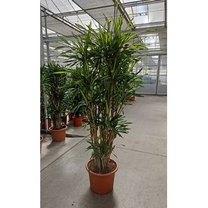 Dracaena Riki