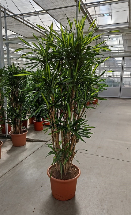 <h4>Dracaena Riki</h4>